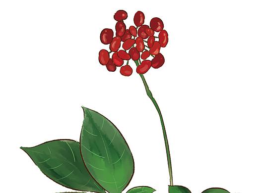 植物系列——人参
