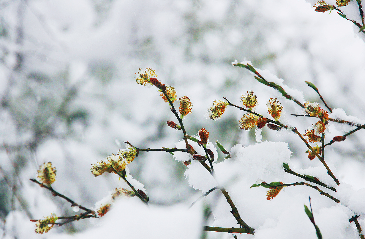 【雪落点苍山 冰接映山红】*奇景*五月飘雪