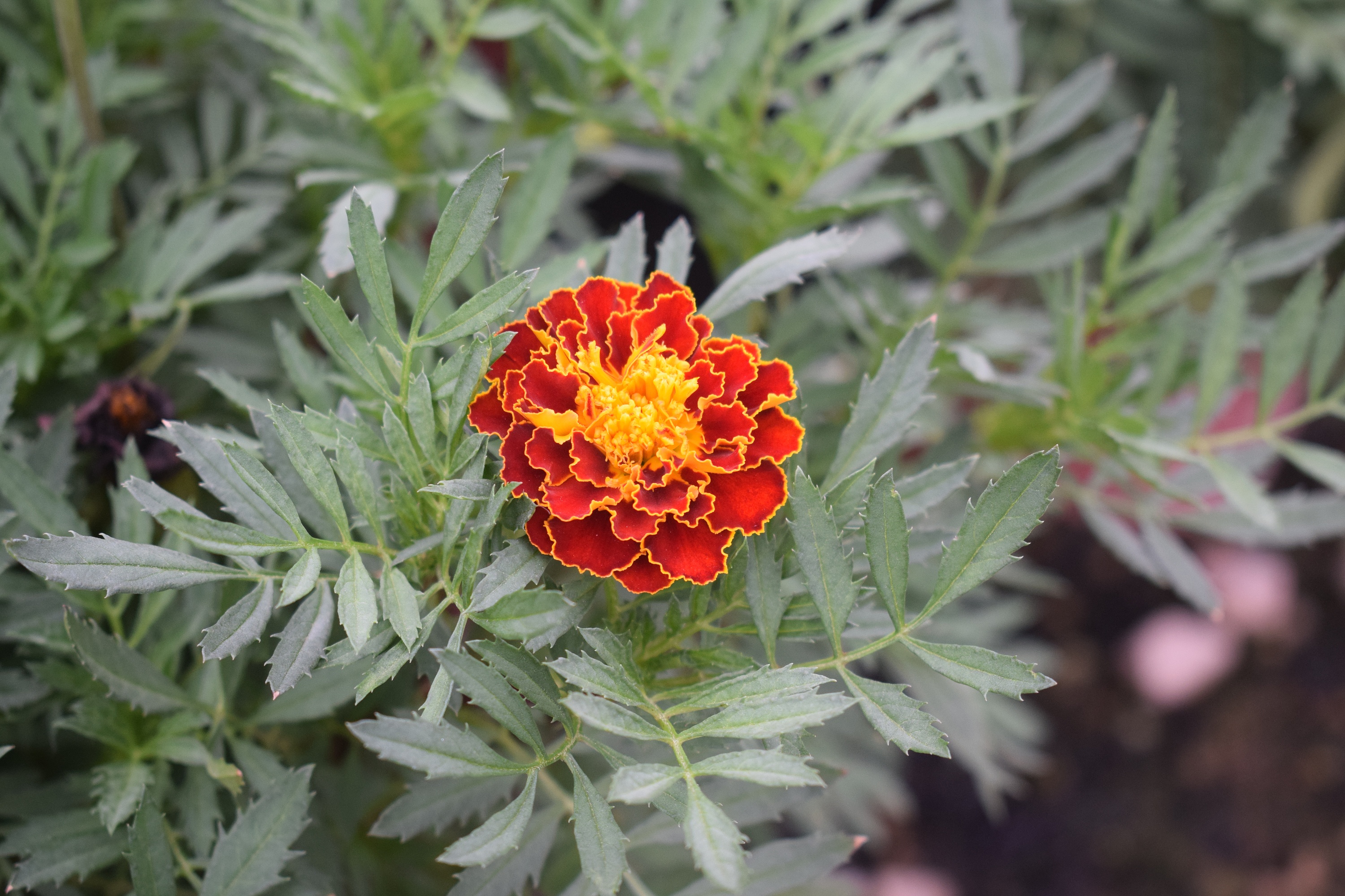 一花一世界 一木一佛陀