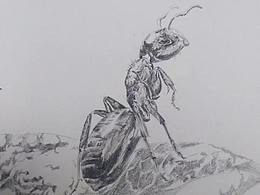 大学时期的昆虫写生