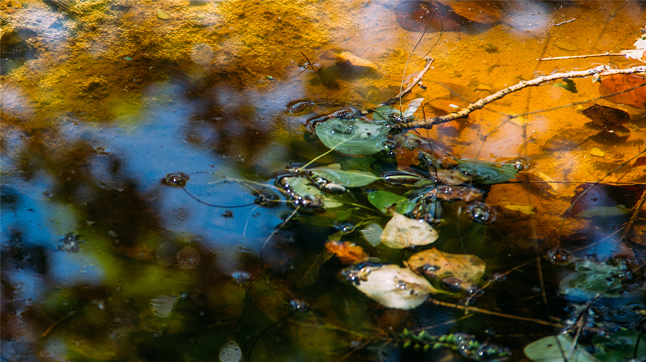 草木深（图ZNDg3ODU0NzY=） - 风光摄影 - 站酷设计师jaionitisme原创素材 - 站酷ZCOOL