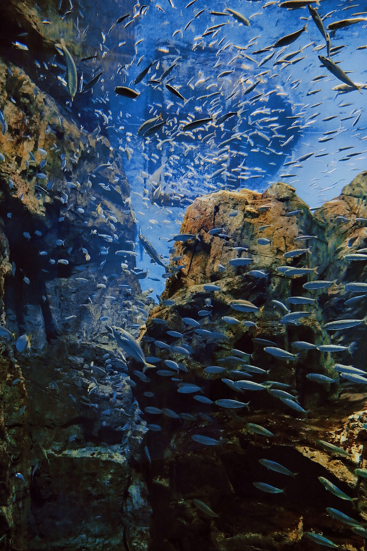 海游馆(摄影)（图ZMjQwODA0NTMy） - 风光摄影 - 站酷设计师sin纯子原创素材 - 站酷ZCOOL