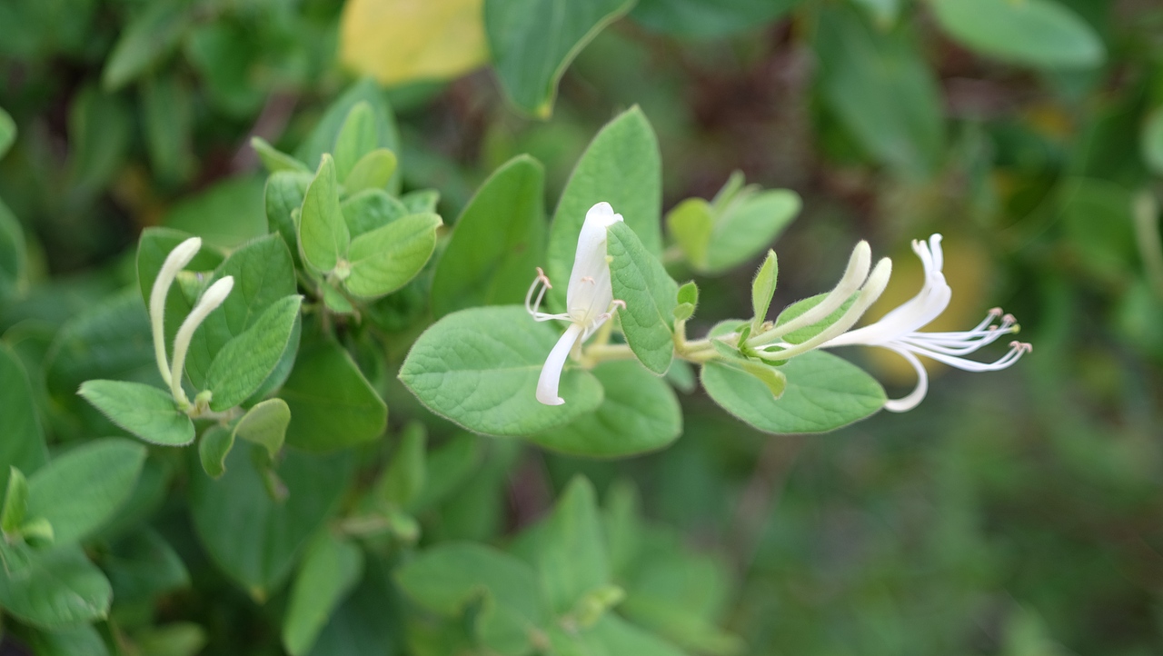 身为小白的混乱(二)