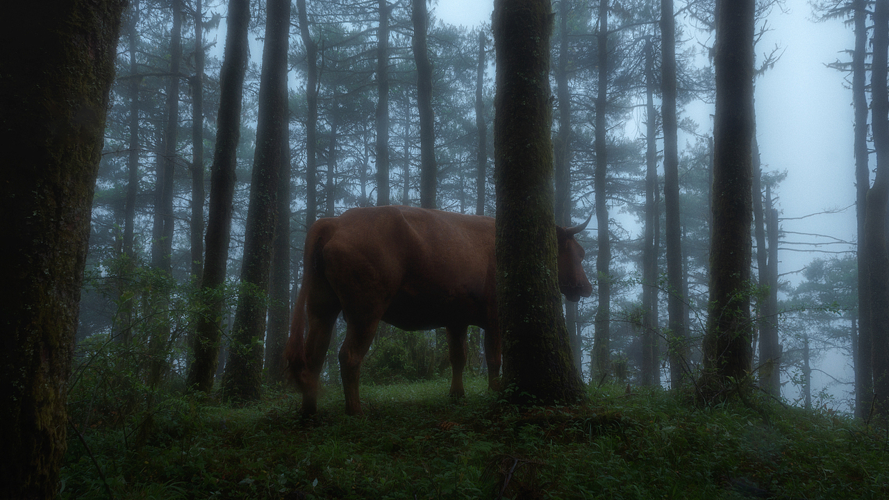 2022~5月~烟雨梁王山（图ZMzAyMjgyMDk2） - 风光摄影 - 站酷设计师nayinian原创素材 - 站酷ZCOOL