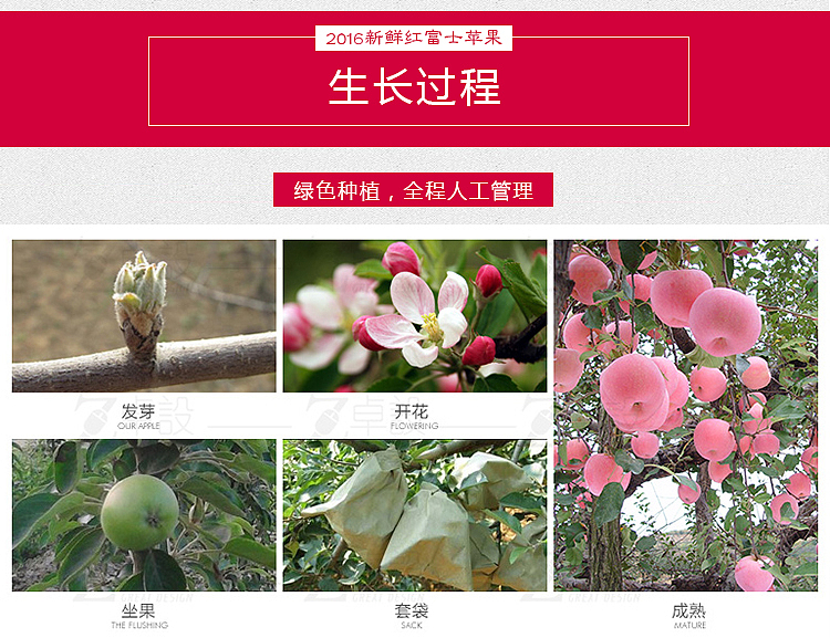 红富士苹果（图ZNjM2ODQzNDA=） - 电商 - 站酷设计师楠楠花语原创素材 - 站酷ZCOOL