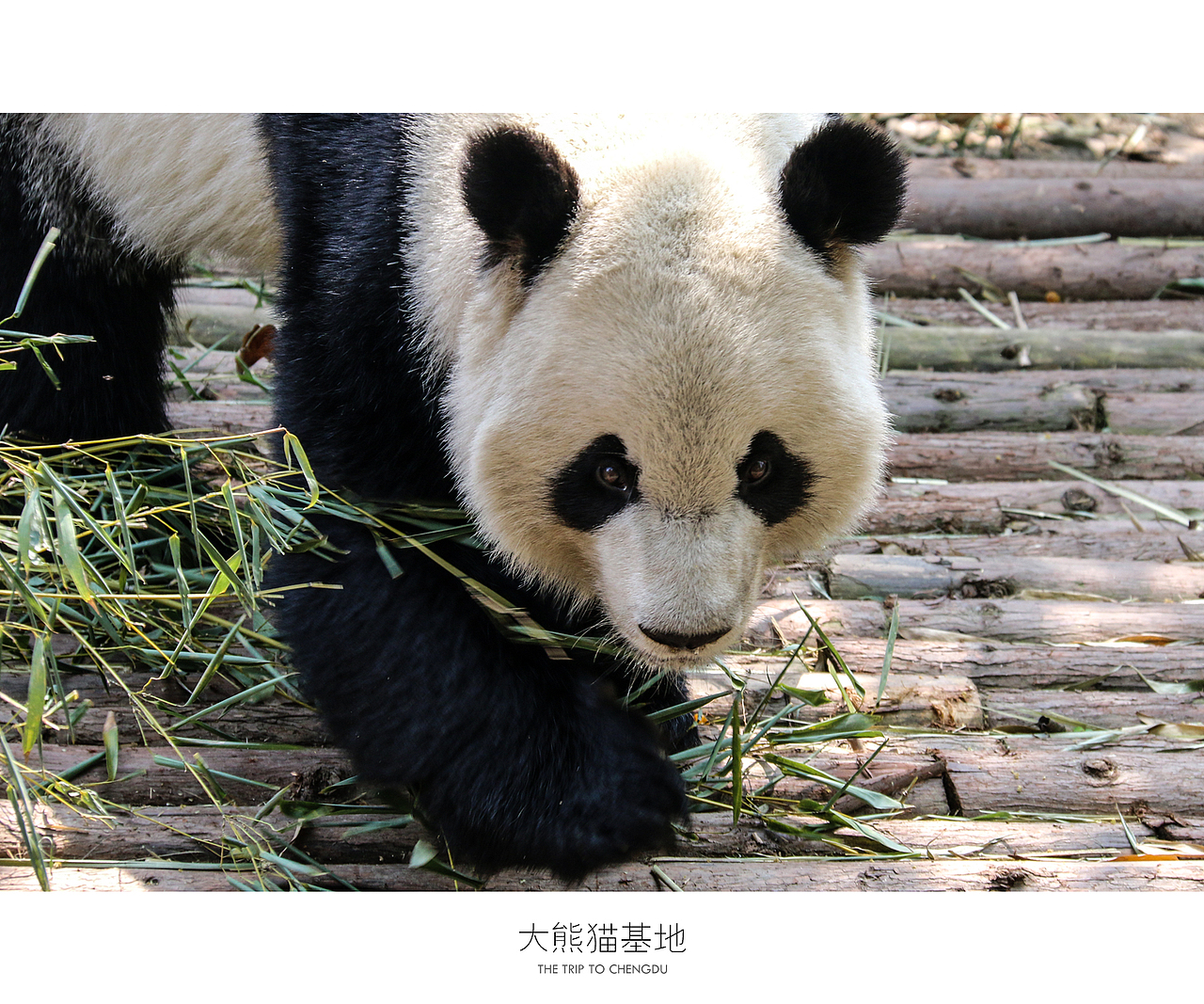蓉城成都（图ZNDU0OTc1MjA=） - 风光摄影 - 站酷设计师十一月的疯子原创素材 - 站酷ZCOOL