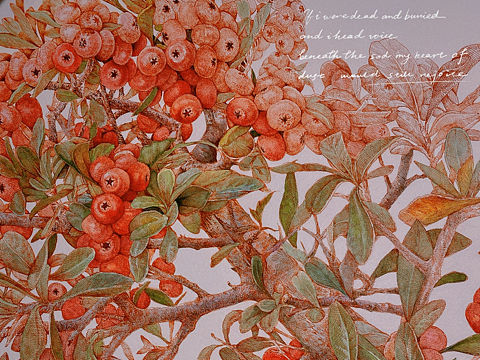 蘸水笔针管笔｜火棘果（小年快乐）