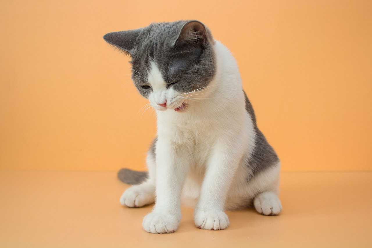 一组猫咪纯色照片 - 原创作品 - 站酷(zcool)