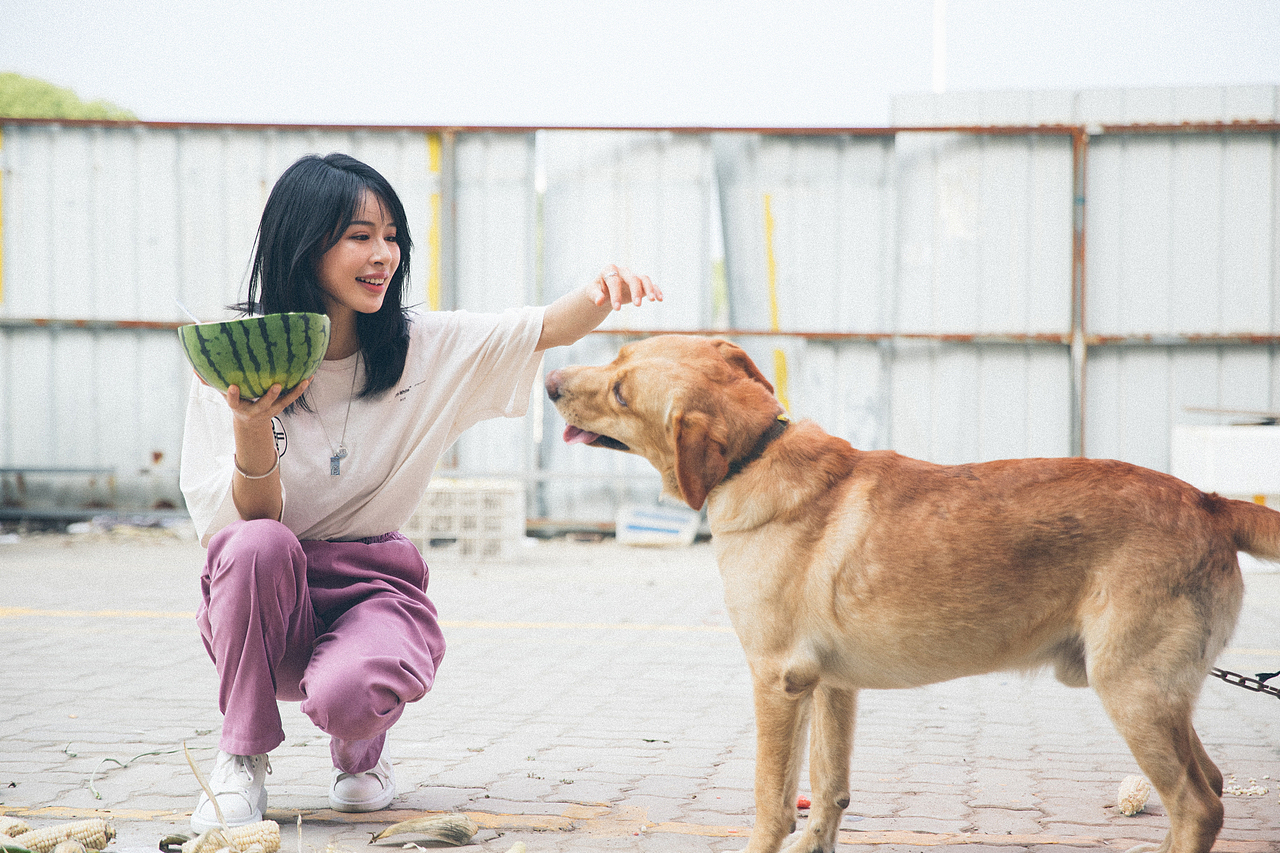 夏天和西瓜和狗