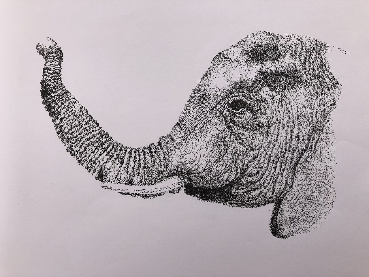 大象素描练习|纯艺术|绘画|娜花花 - 原创作品 - 站酷 (ZCOOL)
