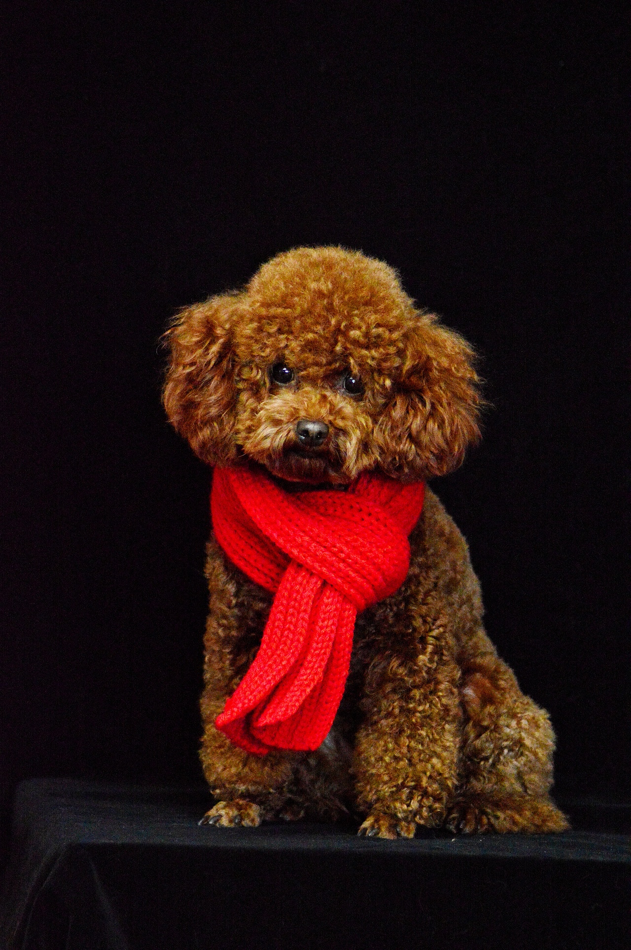 2018宠物合集（图ZMTQ0MDU5MzQ4） - 宠物摄影 - 站酷设计师黑猫姐姐原创素材 - 站酷ZCOOL