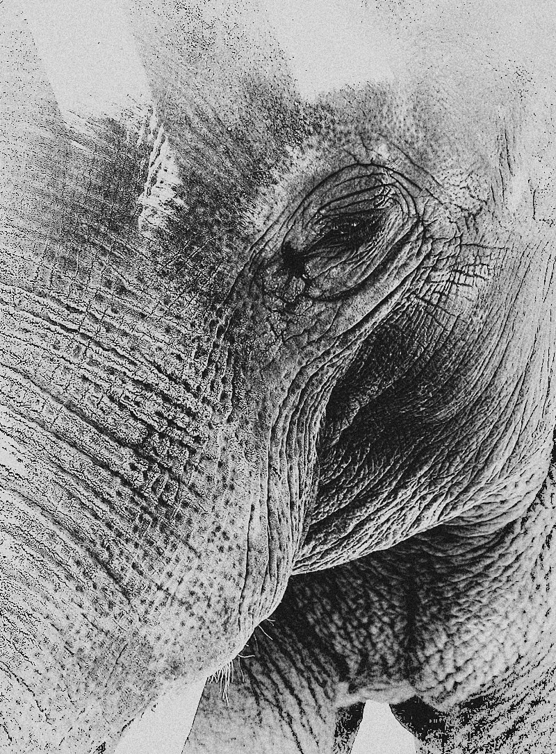 温顺的动物_艾克斯-站酷zcool