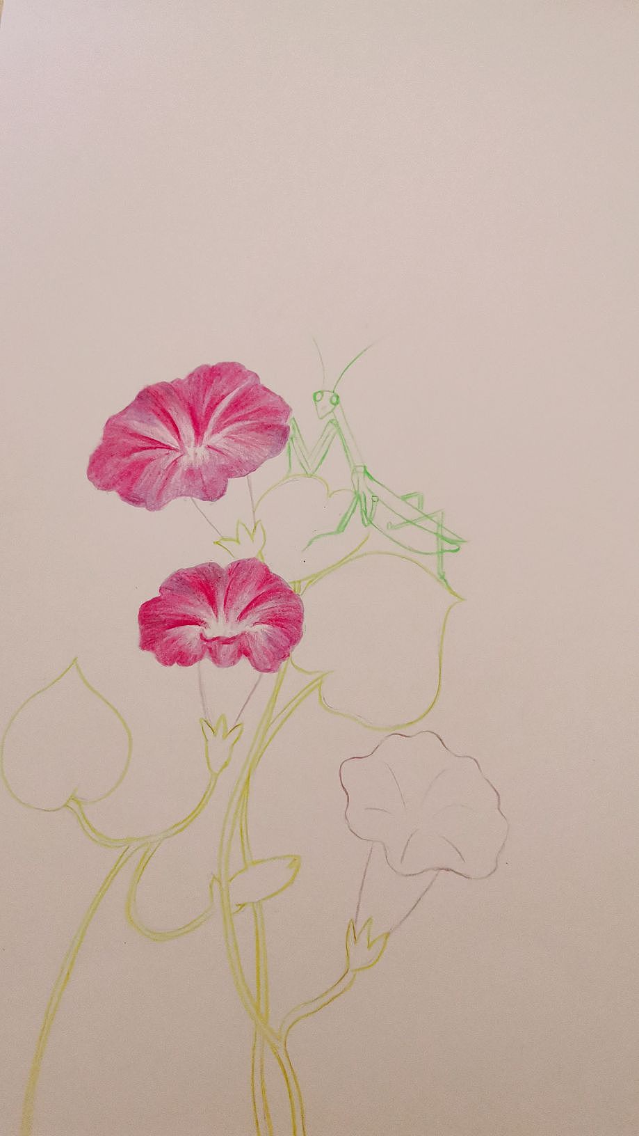 牵牛花（图ZMzM5MTE0MDgw） - 创作习作 - 站酷设计师金鲜绘原创素材 - 站酷ZCOOL