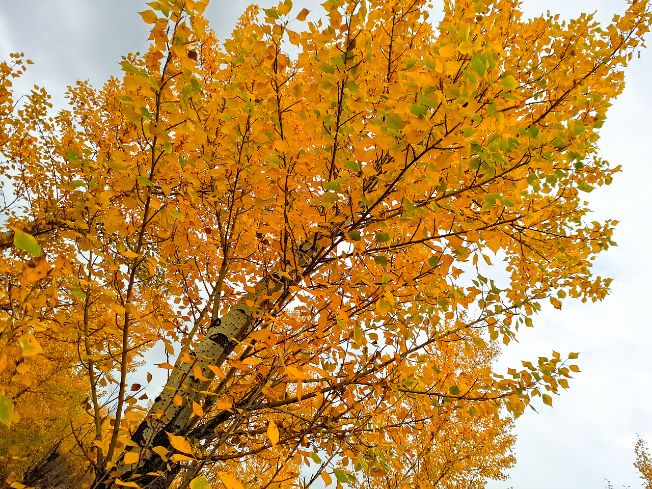 加拿大杨树叶，原创拍摄|树叶|原创|拍摄_新浪新闻