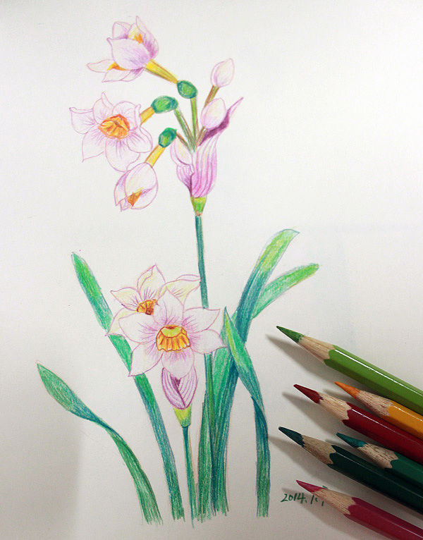彩铅花卉凌波仙子水仙花