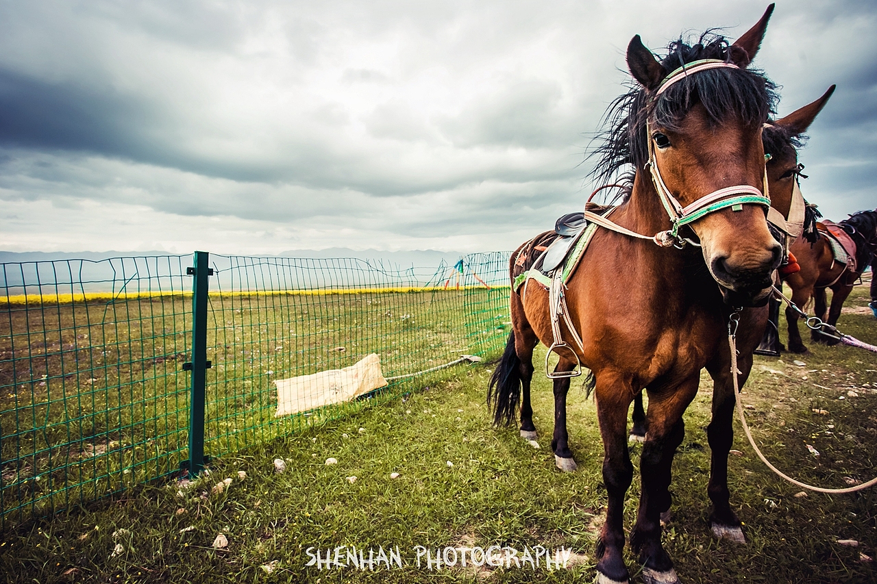 青海西藏之旅（图ZMzIyODg4NDA=） - 风光摄影 - 站酷设计师沈师傅么么茶原创素材 - 站酷ZCOOL