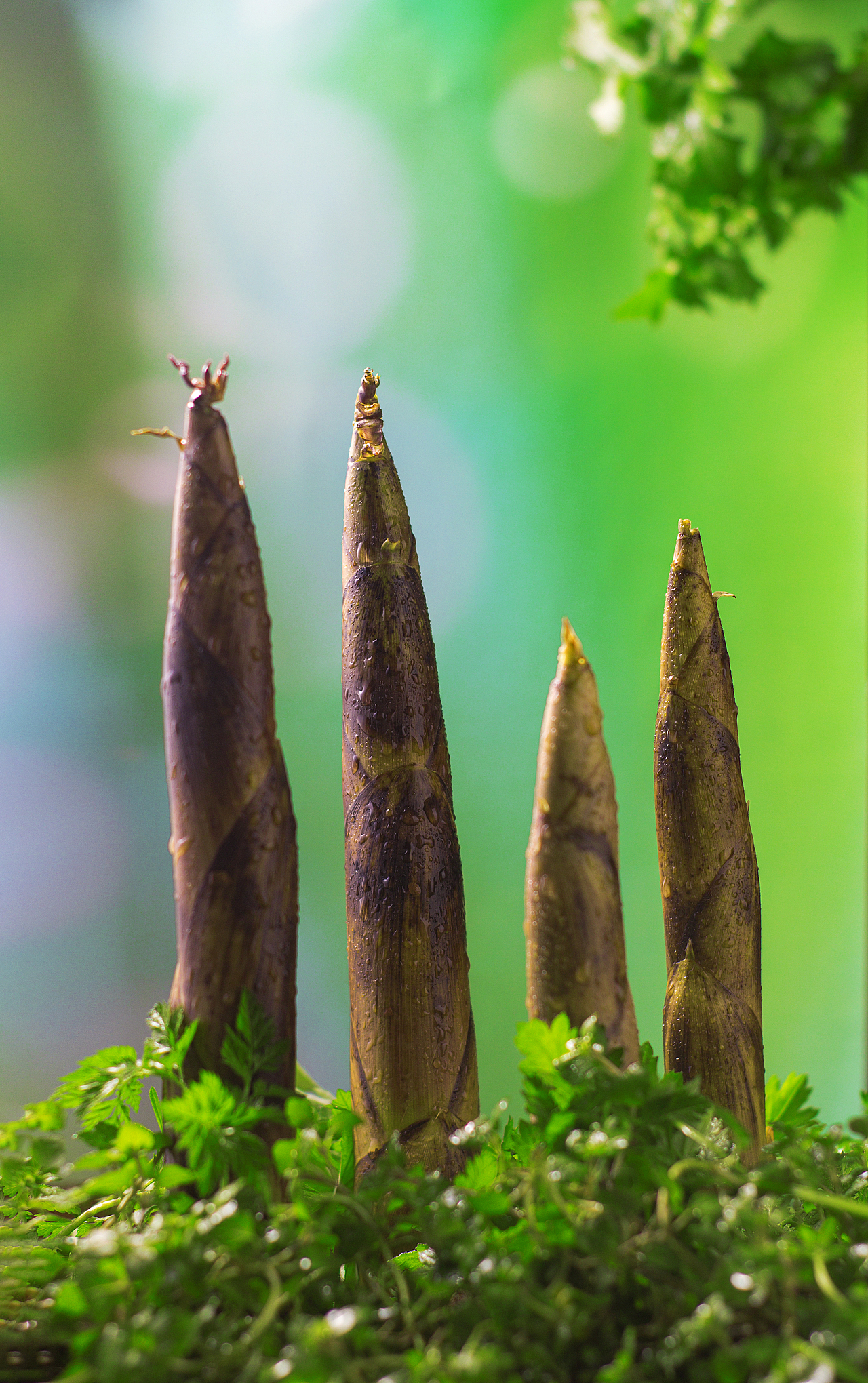 中国传统节气：惊蛰（图ZMjQ1MTM1ODU2） - 产品摄影 - 站酷设计师凨影视觉原创素材 - 站酷ZCOOL