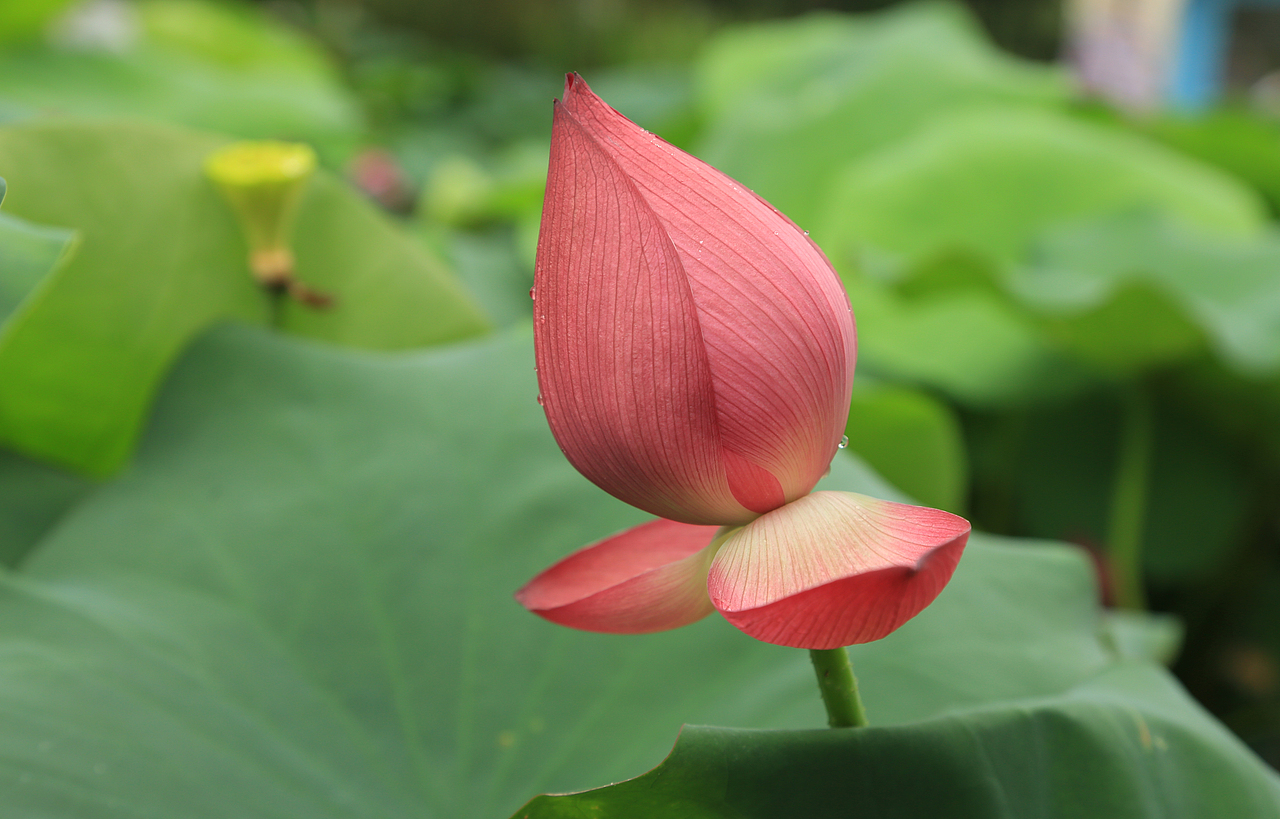 荷花（图ZMTE3NTM0MTc2） - 风光摄影 - 站酷设计师秋秋620原创素材 - 站酷ZCOOL