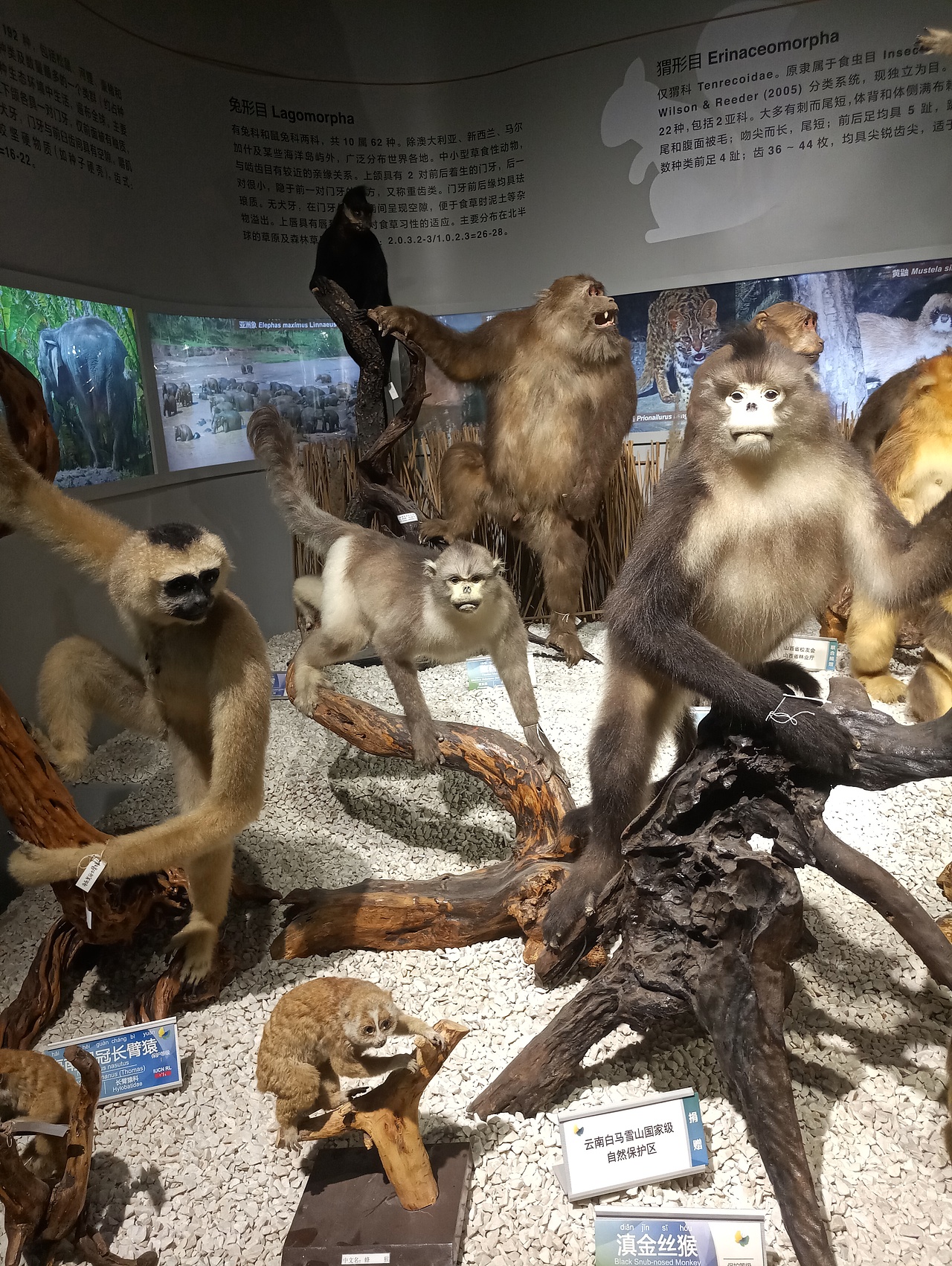 狐猴羊鼠（图ZMTc0NTY1OTQw） - 宠物摄影 - 站酷设计师共赏繁华原创素材 - 站酷ZCOOL