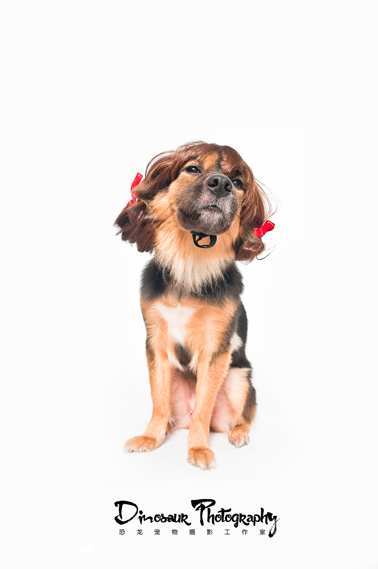 小模特恐龙 【恐龙】宠物摄影嘉兴站棚拍|摄影|动物|恐龙宠物摄影