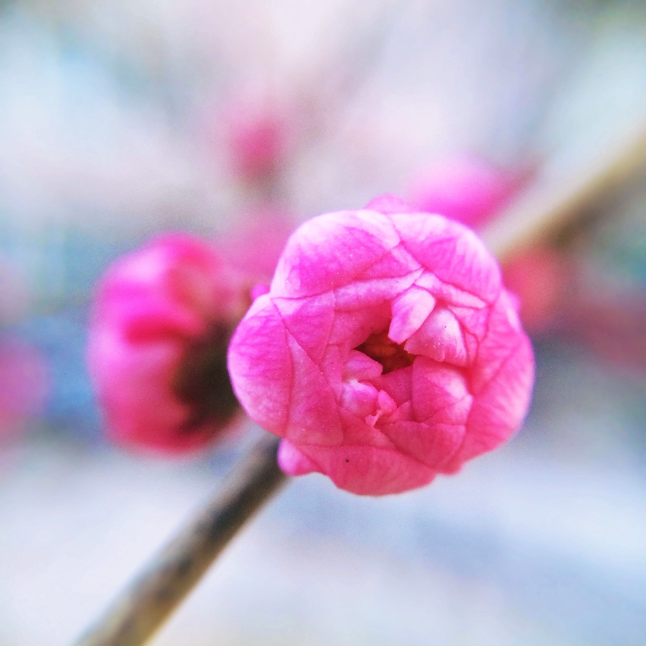 手机微距摄影作品-春日的气息