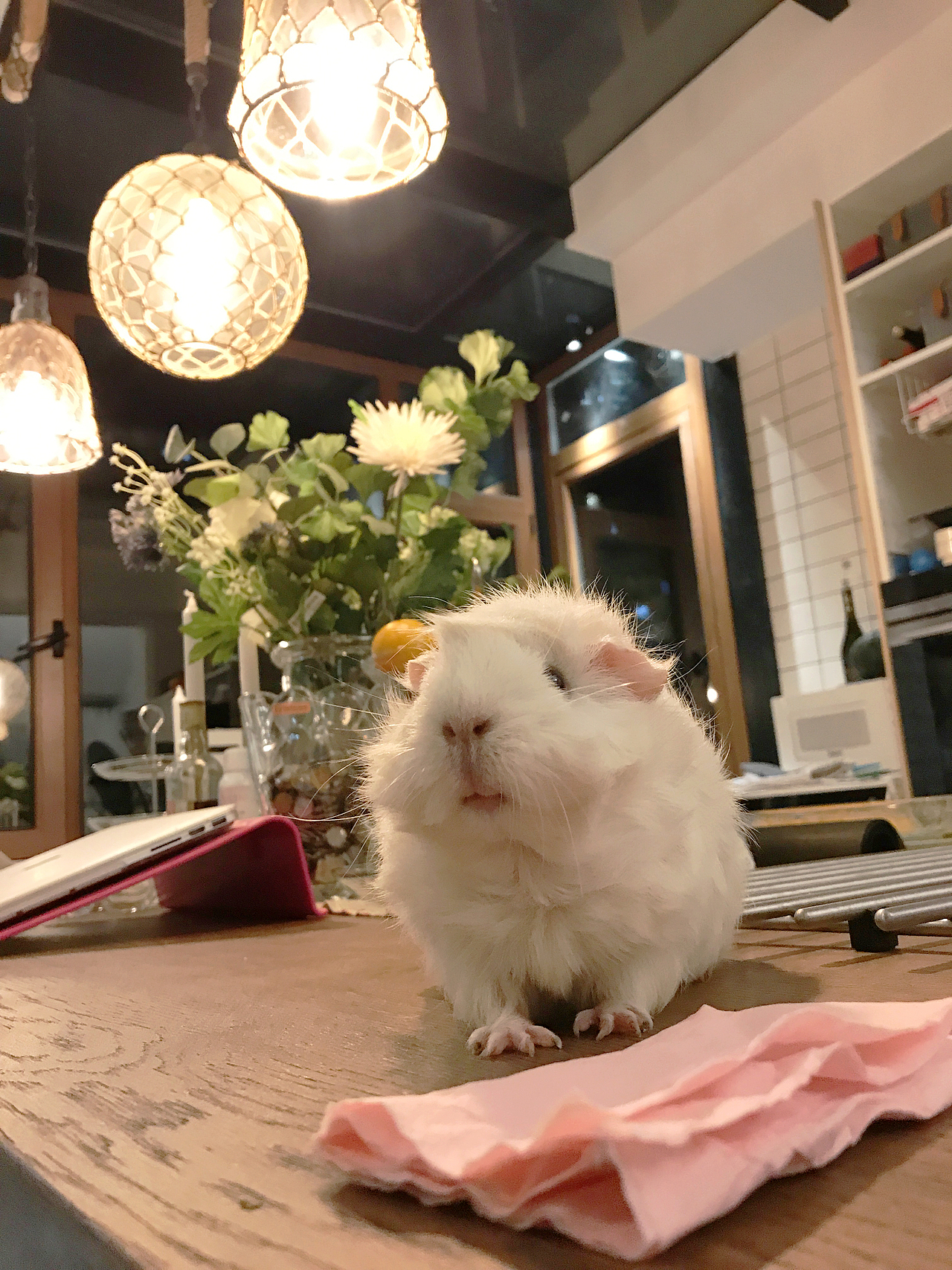 豚鼠婆婆的小宝贝