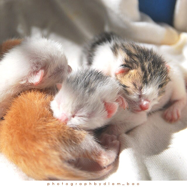 新生儿 萌宠 宝贝 4只猫宝宝