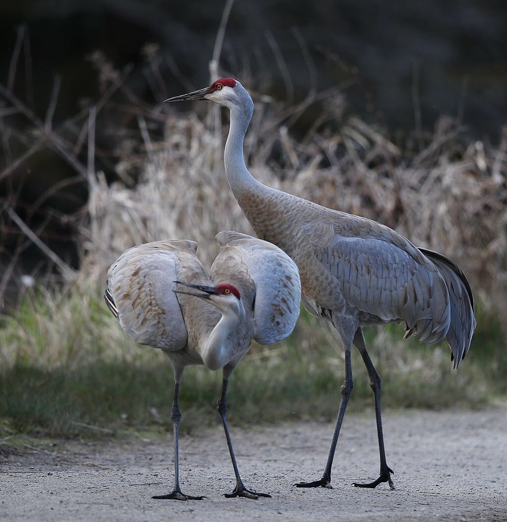 鹤氅如烟羽扇风赋情芳草绿阴中