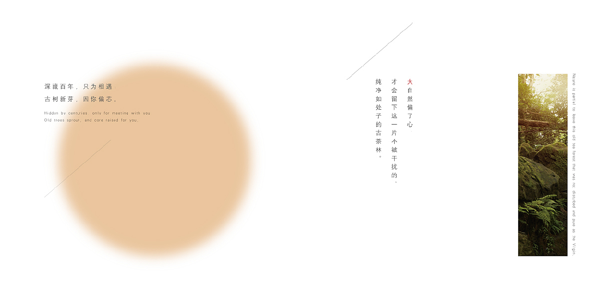 古树茶LOGO\包装\宣传册（图ZMTczNzM0ODEy） - 品牌 - 站酷设计师迎姬原创素材 - 站酷ZCOOL