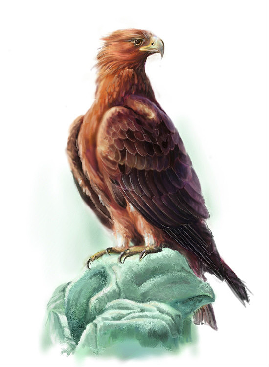 鹰|插画|创作习作|黎月 - 原创作品 - 站酷 (zcool)