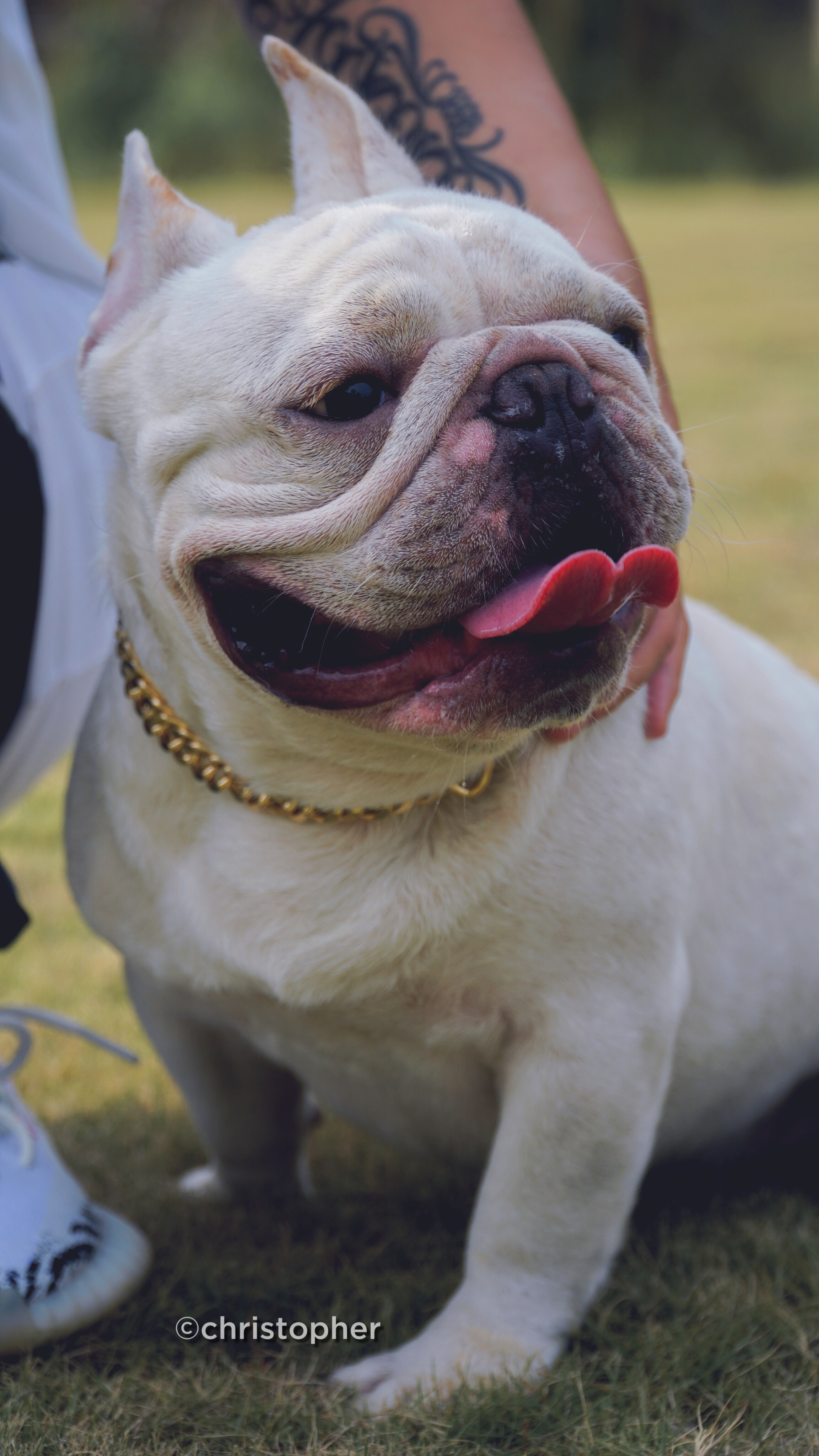 短鼻子 小猪体型