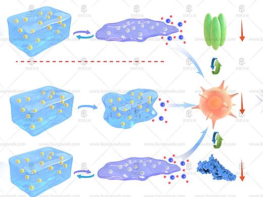 水凝胶 SCI论文配图设计