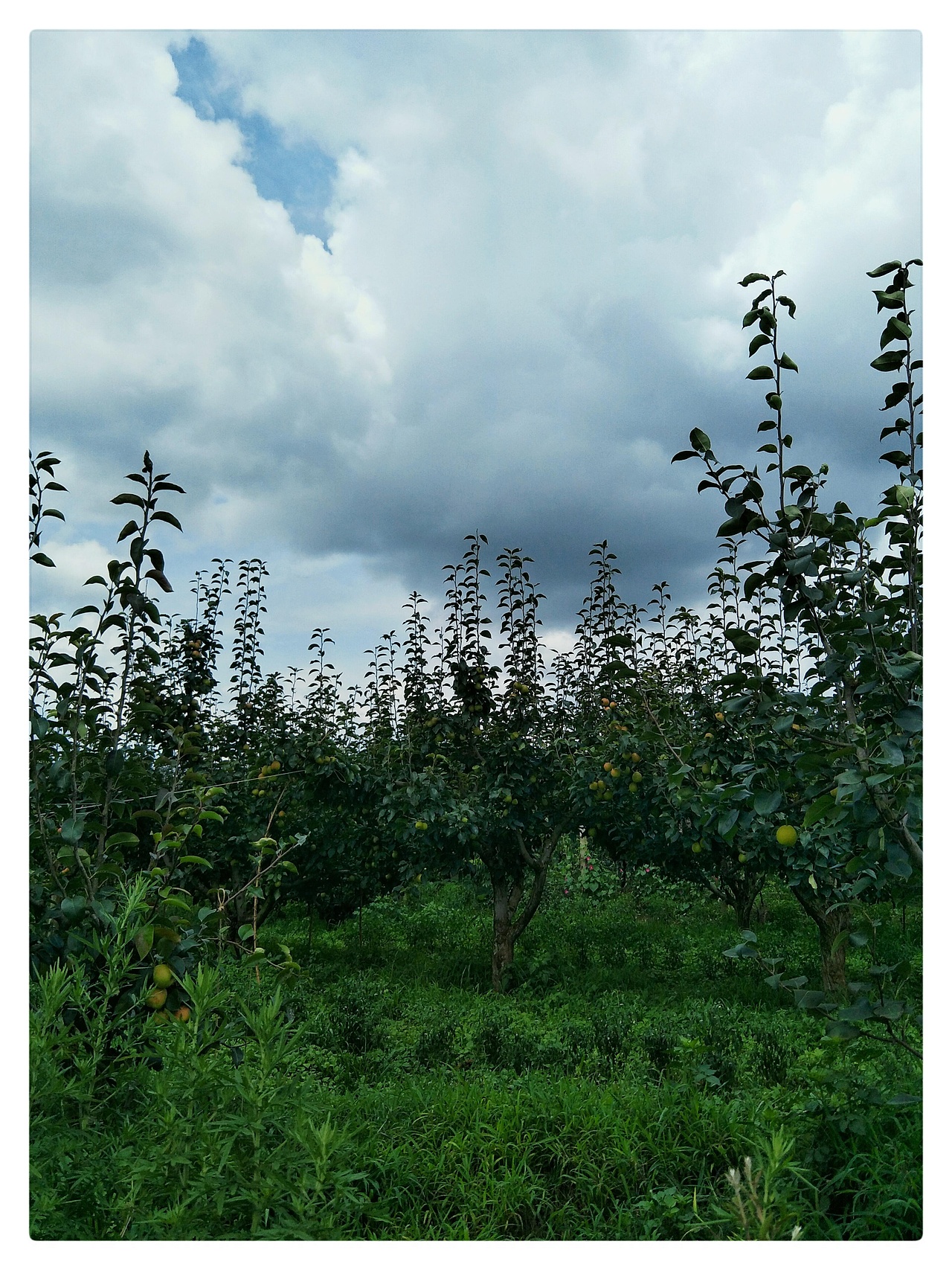 雁塔花果行，夕颜绕梨生。:leaves:（图ZMTIzNzc4Njk2） - 产品摄影 - 站酷设计师树深栖乌不语原创素材 - 站酷ZCOOL