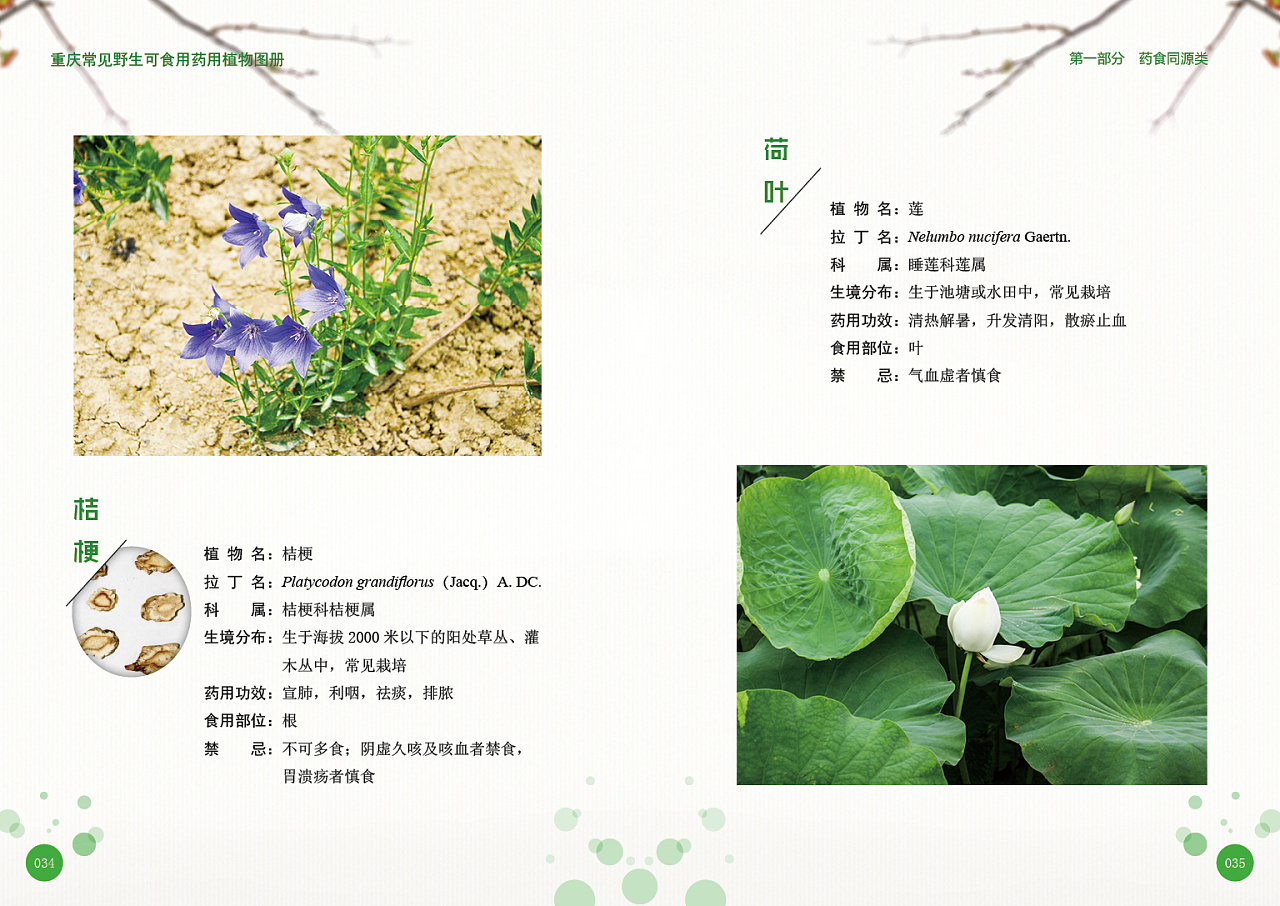 这是一本常见野生可食用药用植物图册,封面以及内页版式有本人设计,内
