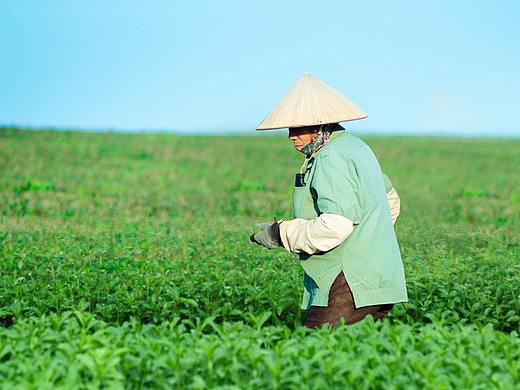 甜甜的茶淘宝详情页