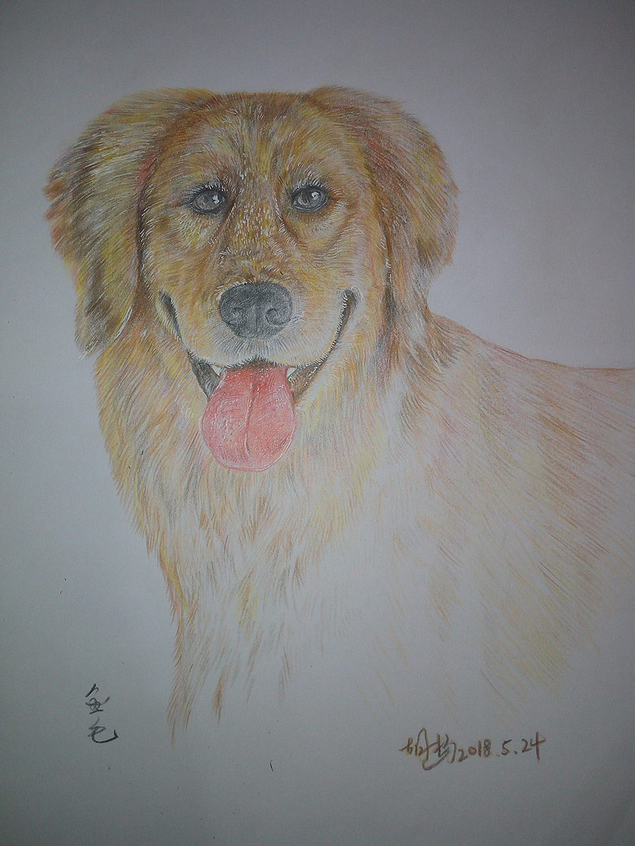 狗狗（图ZMTE1NzcwNzky） - 创作习作 - 站酷设计师beard_huxu原创素材 - 站酷ZCOOL