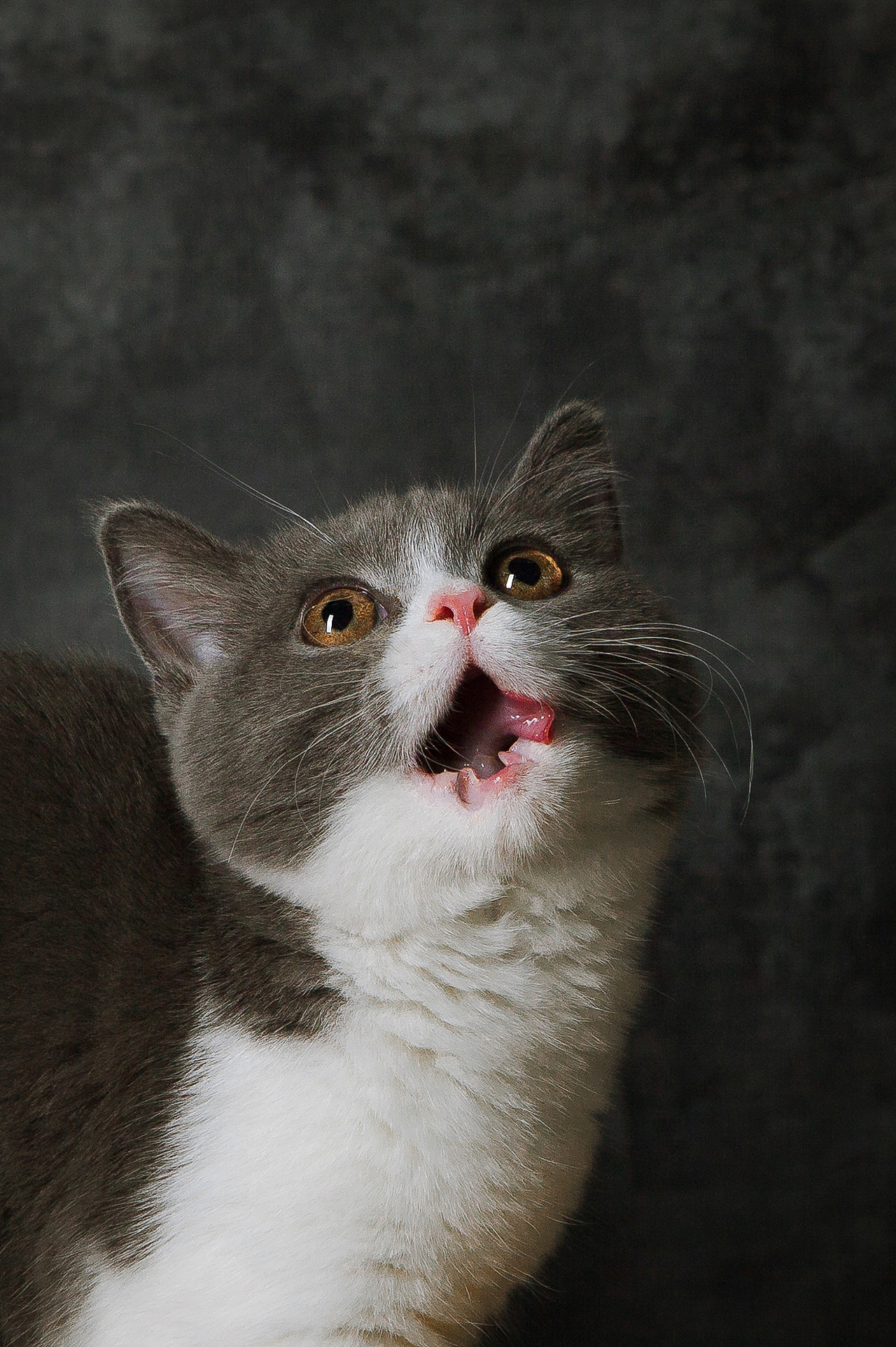 猫猫也过万圣节🎃（图ZMTMzMDM2MDc2） - 宠物摄影 - 站酷设计师火锅火锅工作室原创素材 - 站酷ZCOOL