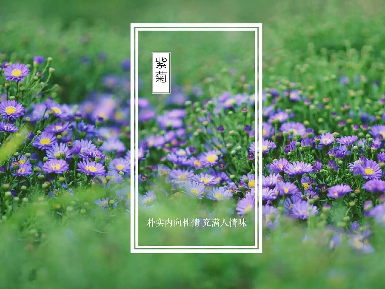 花花草草（圖ZNjgxNDY3MjA=） - 風(fēng)光攝影 - 站酷設(shè)計(jì)師Rita007原創(chuàng)素材 - 站酷ZCOOL