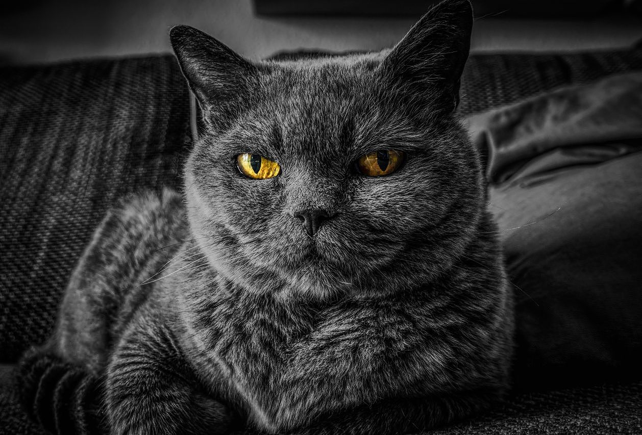 摄影作品欣赏-一堆可爱的猫猫