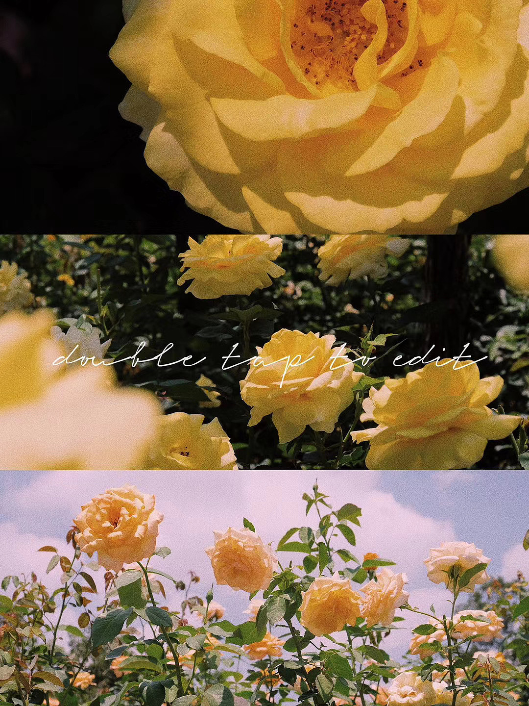 玫瑰（图ZMjEzNTgwMTA4） - 产品摄影 - 站酷设计师九月ww原创素材 - 站酷ZCOOL