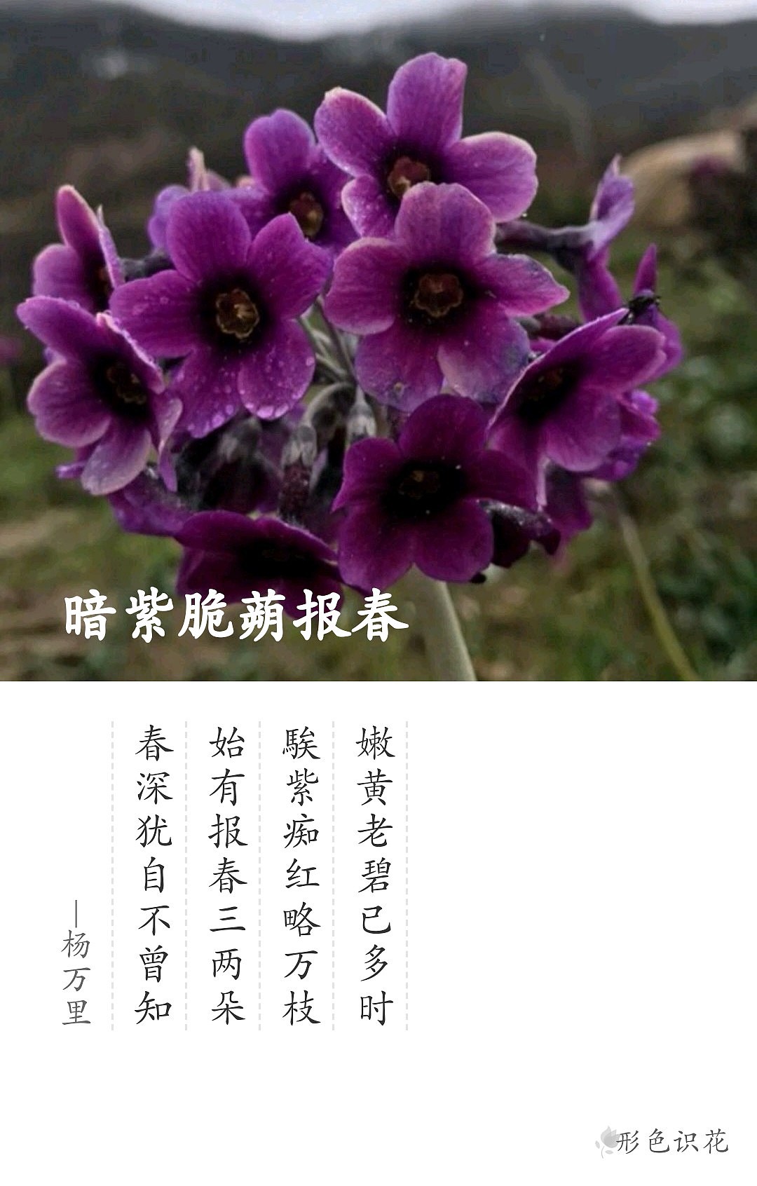 绿植花型一览（图ZMTM2MDM4NzQ0） - 产品摄影 - 站酷设计师左I可原创素材 - 站酷ZCOOL