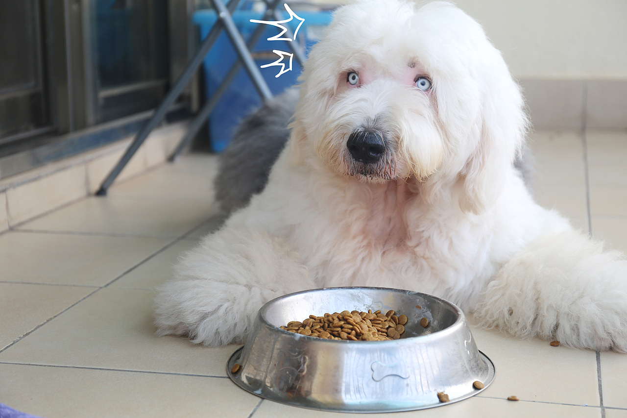 他五岁了（图ZNjUwMjMxMjQ=） - 宠物摄影 - 站酷设计师芥末小E原创素材 - 站酷ZCOOL