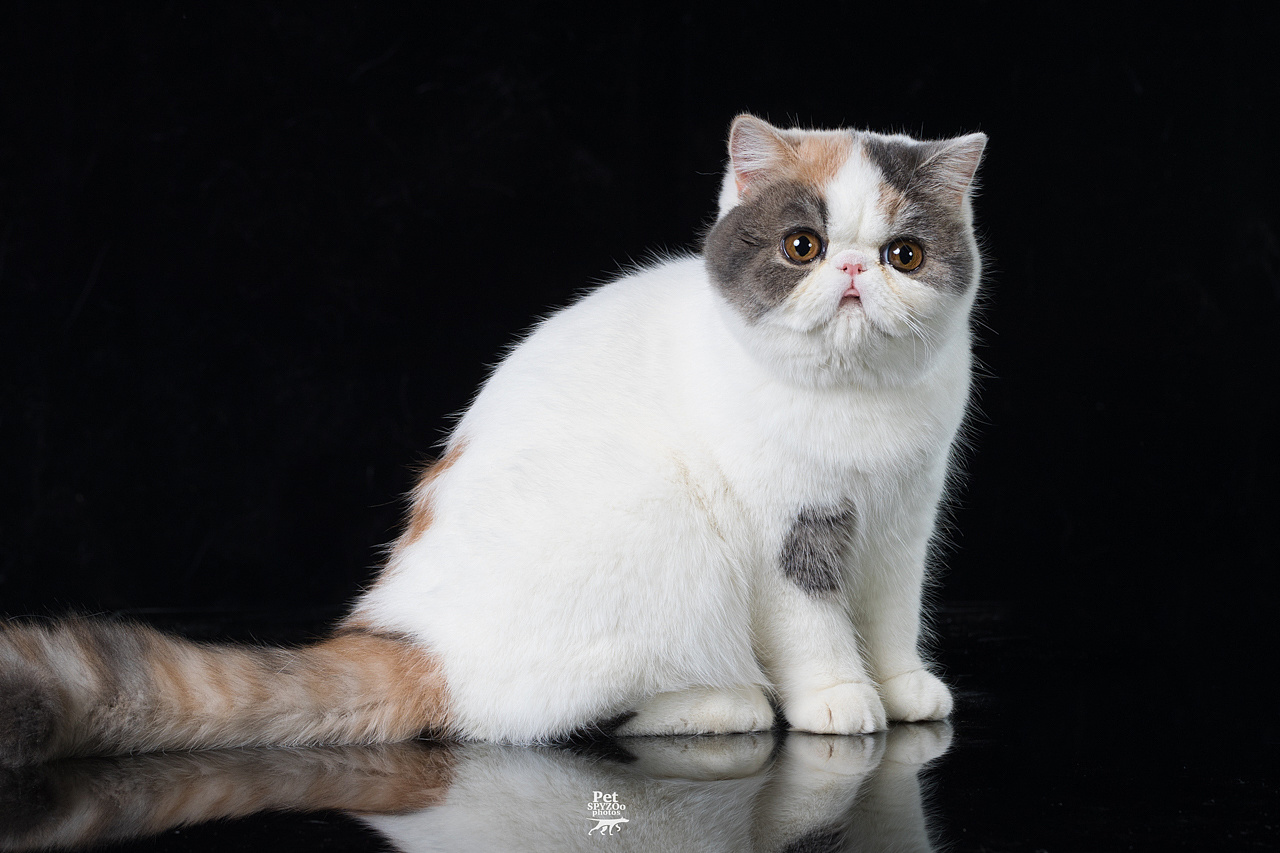 原创作品:cat show