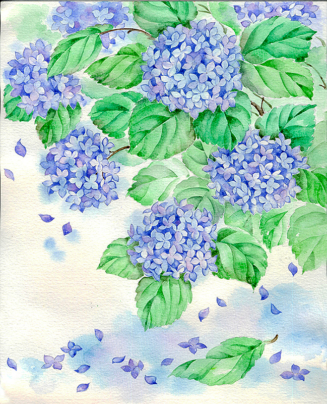 【节气手帖】紫阳花的夏天