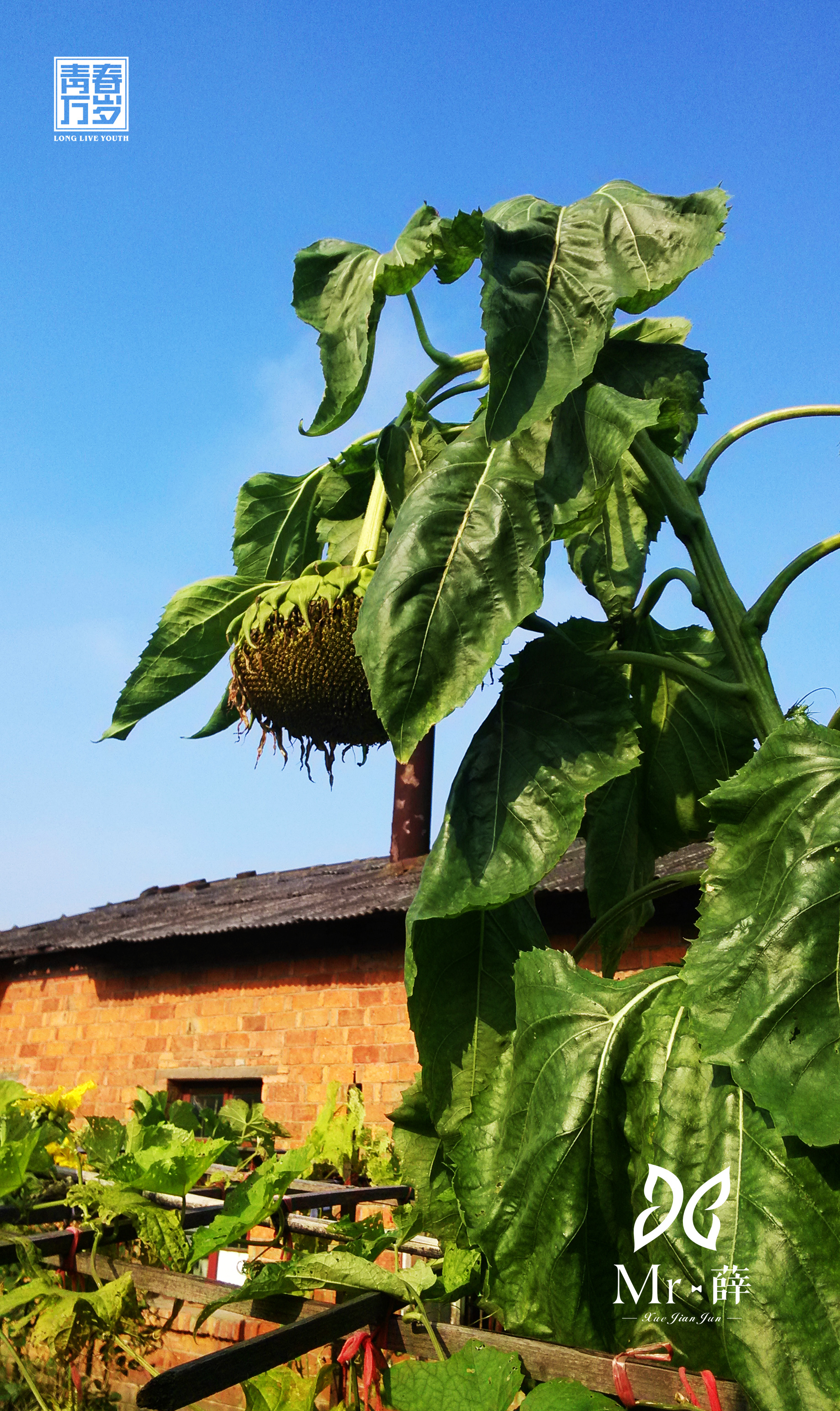 沉甸甸的向日葵