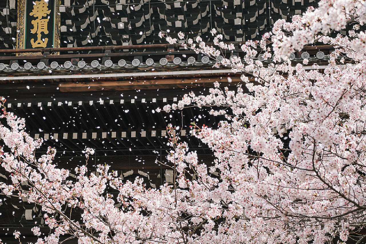 日本樱花，富士山， 五重塔视频素材,延时摄影视频素材下载,高清3840X2160视频素材下载,凌点视频素材网,编号:402827