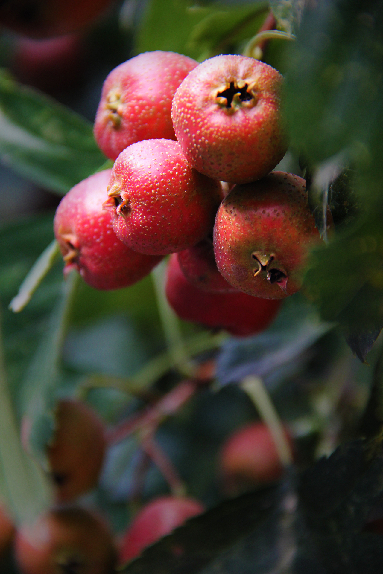 《 那一棵山楂树 》|摄影|风光摄影|王珮光_原创作品-站酷zcool