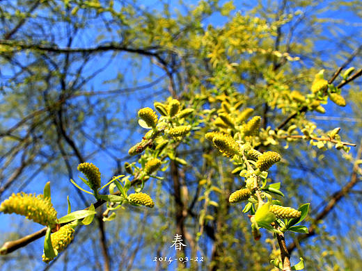 初春