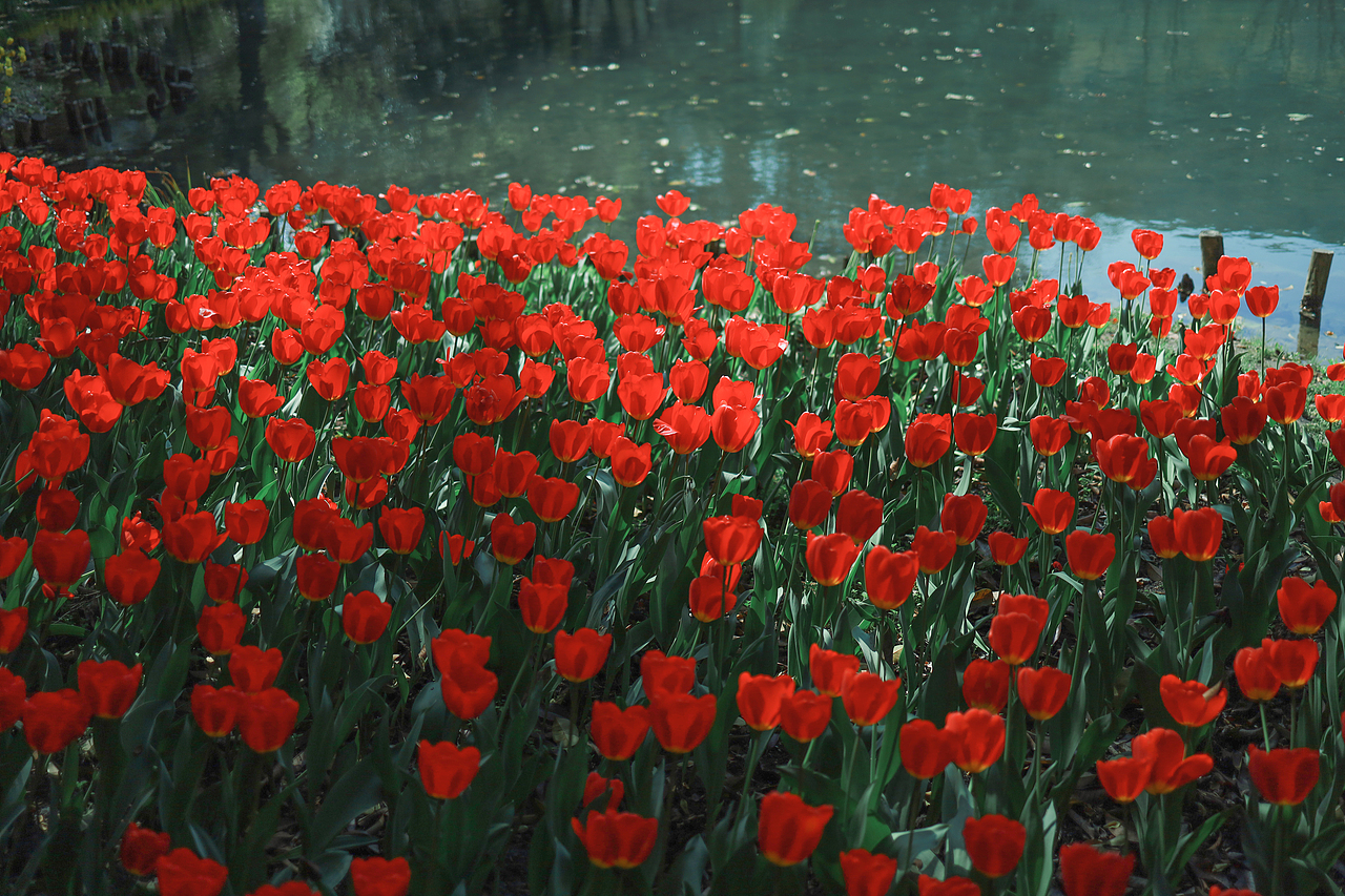 春日顶流-郁金香