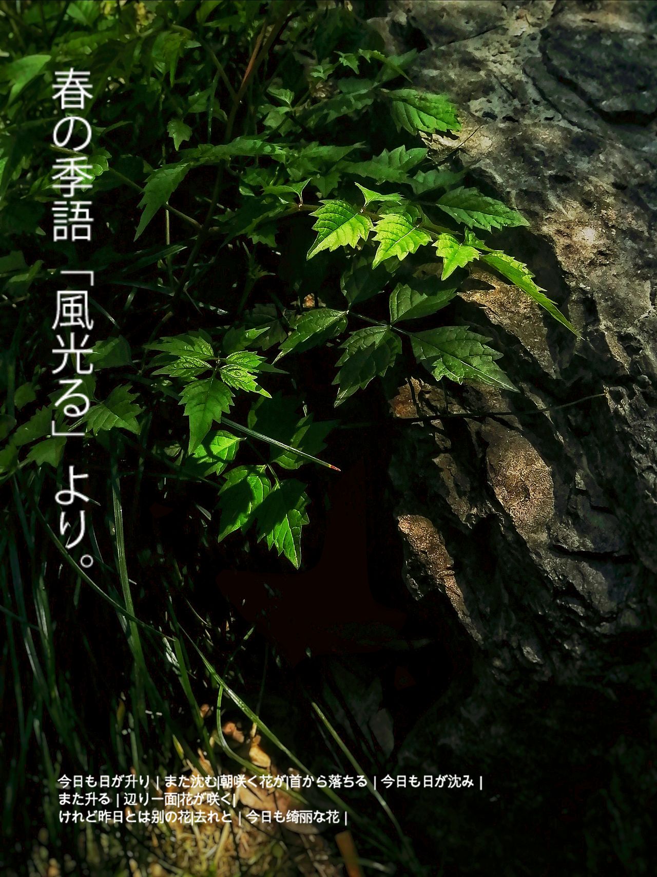 寻味春摄（图ZMjk5NzYyNzQ0） - 风光摄影 - 站酷设计师mxgqs原创素材 - 站酷ZCOOL